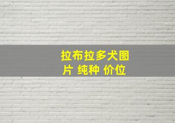 拉布拉多犬图片 纯种 价位